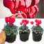 Cyclamen Scarlet 10.5cm