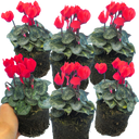 Cyclamen Scarlet Plants