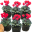 Cyclamen Scarlet 10.5cm
