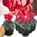Cyclamen Scarlet Plants