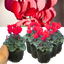 Cyclamen Scarlet 10.5cm