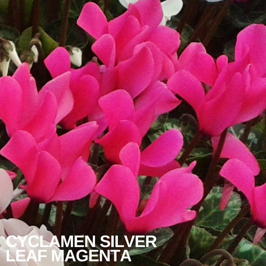 Bright magenta cyclamen flowers above silver-marbled cyclamen foliage