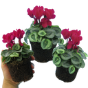 Cyclamen Silver Leaf Magenta Plants