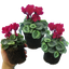 Cyclamen Silver Leaf Magenta 10.5cm