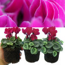 Cyclamen Silver Leaf Magenta Plants
