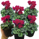 Cyclamen Silver Leaf Magenta Plants