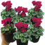 Cyclamen Silver Leaf Magenta 10.5cm