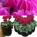 Cyclamen Silver Leaf Magenta Plants
