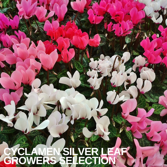 Massed Cyclamen 'Silver Leaf Mixed' in flower, pink, magenta and white blooms over silver-marked foliage