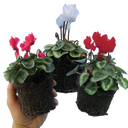 Cyclamen Silver Leaf Mix Plants