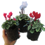 Cyclamen Silver Leaf Mix 10.5cm