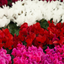Cyclamen Silver Leaf Mix 10.5cm