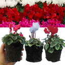 Cyclamen Silver Leaf Mix Plants