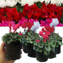 Cyclamen Silver Leaf Mix Plants