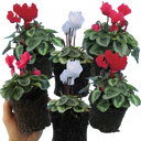Cyclamen Silver Leaf Mix Plants