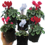 Cyclamen Silver Leaf Mix 10.5cm