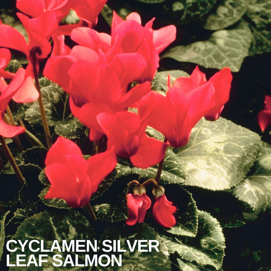 Cyclamen in flower with vivid crimson-pink blooms above silver-marbled heart-shaped leaves