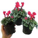Cyclamen Silver Leaf Salmon Plants