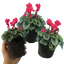 Cyclamen Silver Leaf Salmon 10.5cm