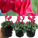 Cyclamen Silver Leaf Salmon Plants