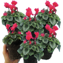 Cyclamen Silver Leaf Salmon Plants