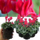 Cyclamen Silver Leaf Salmon Plants
