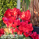 Cyclamen Silver Leaf Scarlet Plants