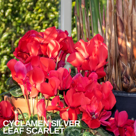 Scarlet red cyclamen flowering in a terracotta pot with silver-marbled leaves
