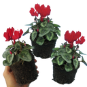 Cyclamen Silver Leaf Scarlet Plants