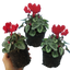 Cyclamen Silver Leaf Scarlet 10.5cm