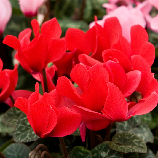 Cyclamen 'Silver Leaf Scarlet' – Silver Foliage and Winter Flowers (Set of 3 or 6)