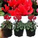 Cyclamen Silver Leaf Scarlet Plants
