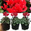 Cyclamen Silver Leaf Scarlet 10.5cm