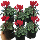 Cyclamen Silver Leaf Scarlet Plants