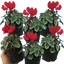 Cyclamen Silver Leaf Scarlet 10.5cm