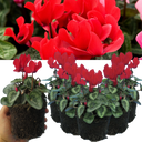 Cyclamen Silver Leaf Scarlet Plants