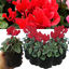 Cyclamen Silver Leaf Scarlet 10.5cm