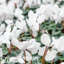 Cyclamen Silver Leaf White Plants