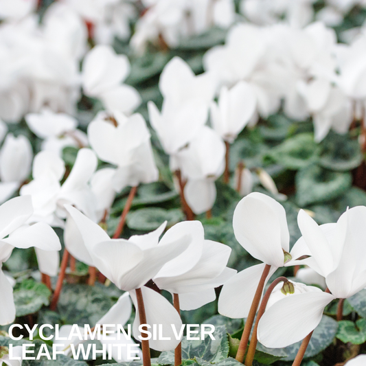 Drift of white Cyclamen 'Silver Leaf White' flowers held on pink stems above silver-marbled leaves