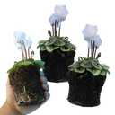 Cyclamen Silver Leaf White Plants