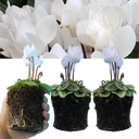 Cyclamen Silver Leaf White Plants