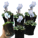 Cyclamen Silver Leaf White Plants