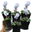 Cyclamen Silver Leaf White 10.5cm
