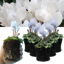 Cyclamen Silver Leaf White Plants