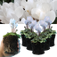 Cyclamen Silver Leaf White 10.5cm