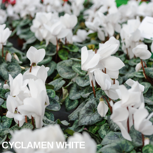White cyclamen flowers held above silver-marbled green leaves