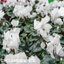 Cyclamen White 10.5cm