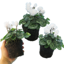 Cyclamen White Plants