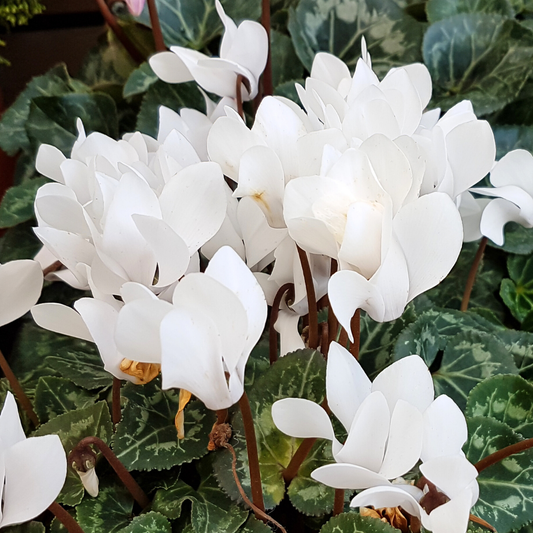 Cyclamen White – Winter Bedding for Pots and Baskets (Set of 3 or 6)