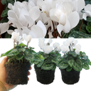 Cyclamen White Plants